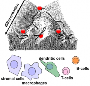 innate_immunity